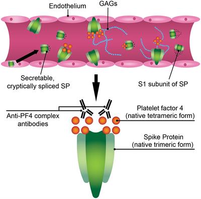 Vaccine-induced immune thrombotic thrombocytopenia: what do we know hitherto?